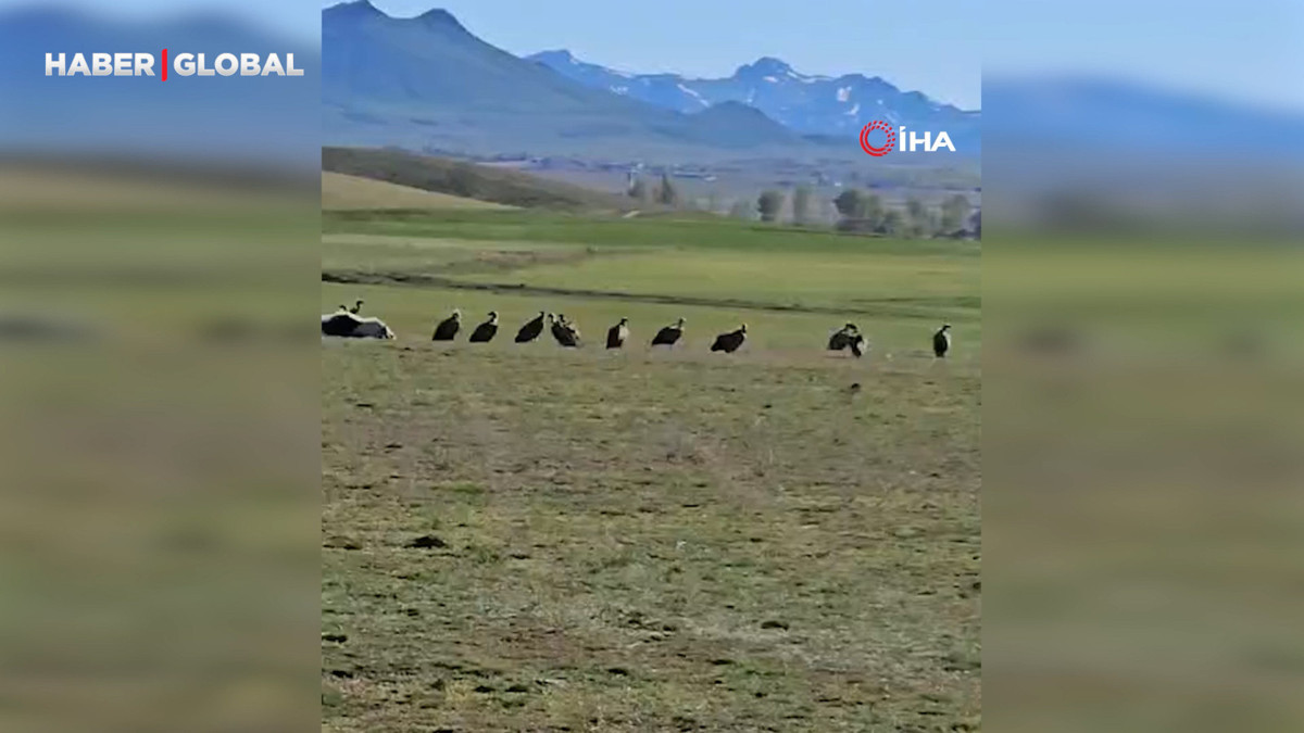Kızıl akbaba sürüsü böyle görüntülendi