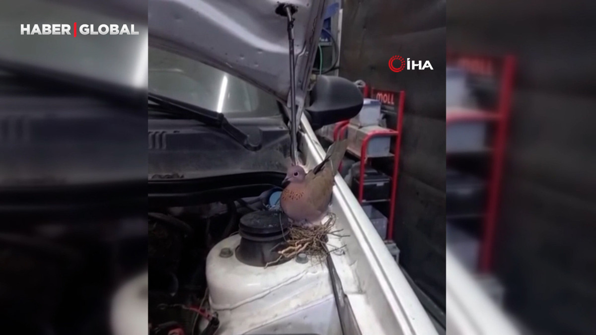 Otomobile kumrunun yuva yaptığını görünce tamiri bıraktı: Kıyamadım
