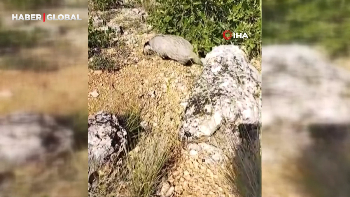 Dünyanın en korkusuz hayvanı bal porsuğunu tek darbeyle böyle bayılttı