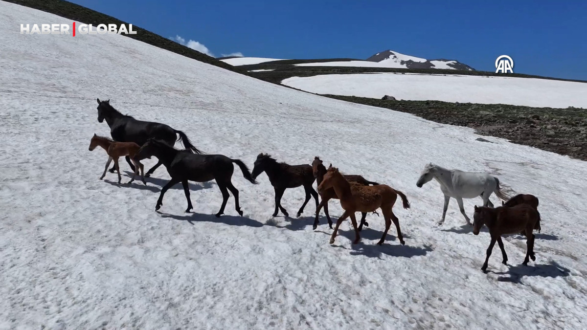 Karlar eriyince Erciyes yaylalarında yılkı atları koşmaya başladı