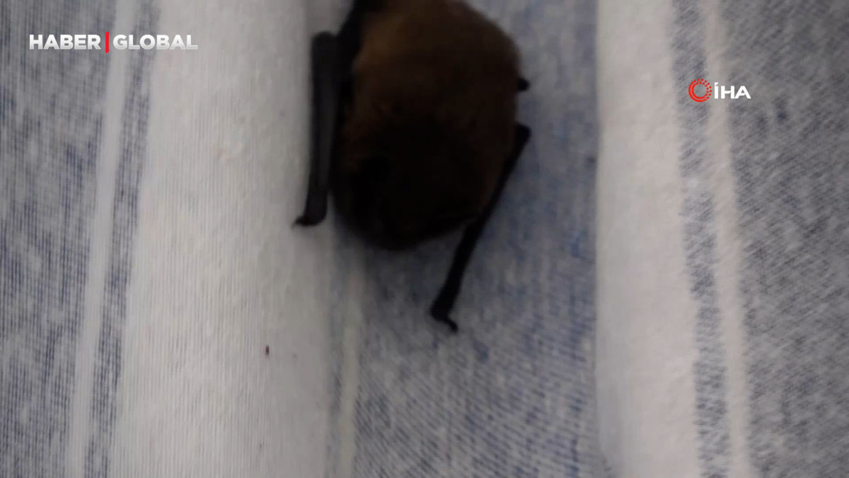 Yarasa balkon perdesini yuvaya dönüştürdü, ev sahibi ‘Batman’ adını verdi
