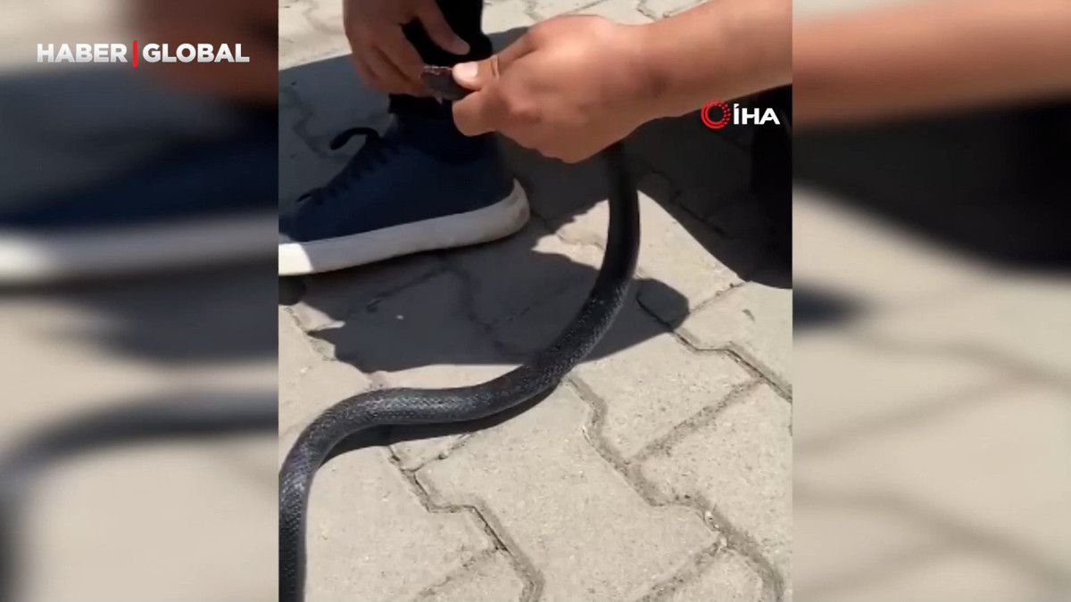 Eliyle yakaladığı yılan bacağını ısırdı: O anlar kamerada