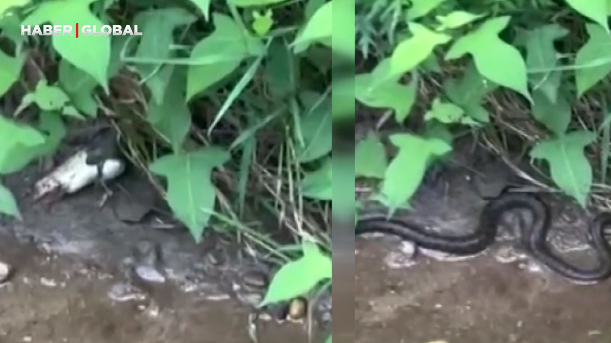Artvin'de yılan balığı tek hamlede böyle yuttu