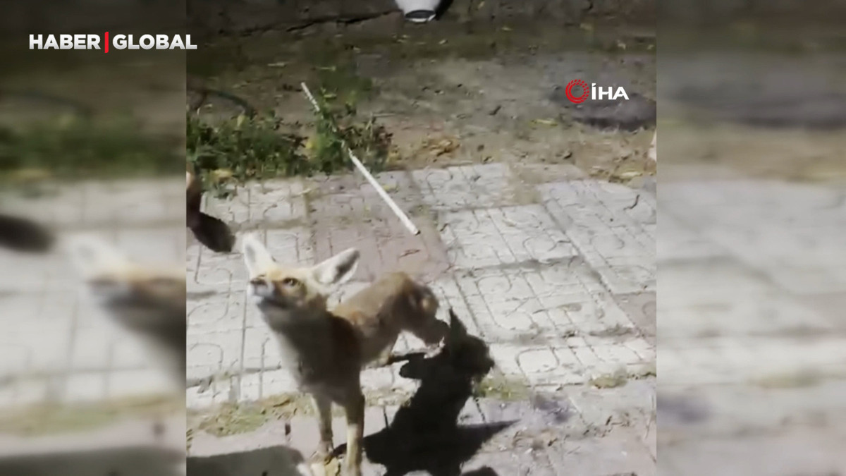 Bahçesine giren tilkiyi kedi gibi sevdi,  elleriyle besledi