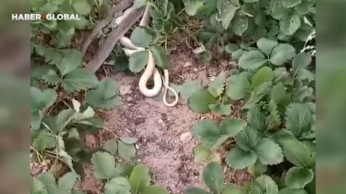 Kırıkkale'de yılanlar bu halde bulundu!