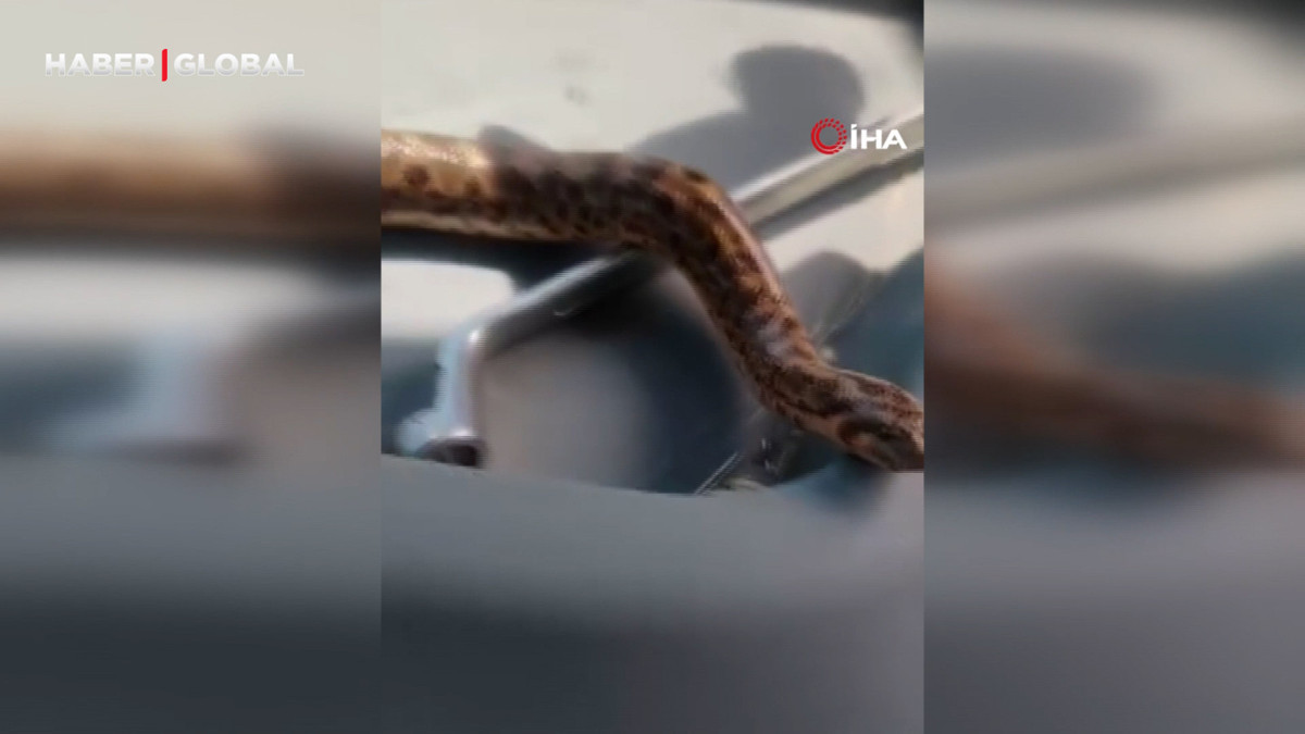 Elazığ’da vatandaş, yakaladığı yılanı traktörü ile gezdirdi
