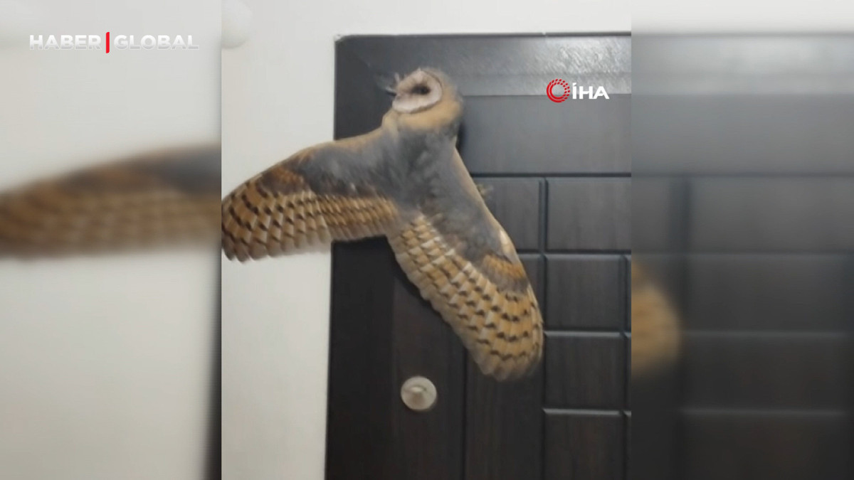 Hırsız sandı, karşısına baykuş çıktı