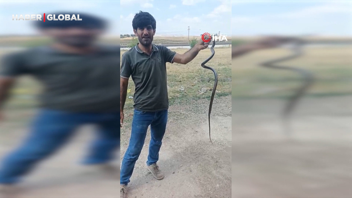 Siirt'te evine giren yılanı eliyle yakaladı