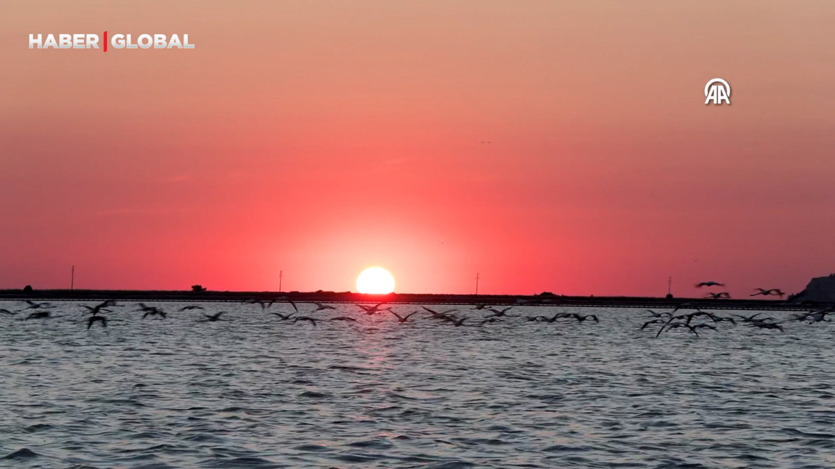 Gediz Deltası'ndaki yapay flamingo adası yavrularla şenlendi