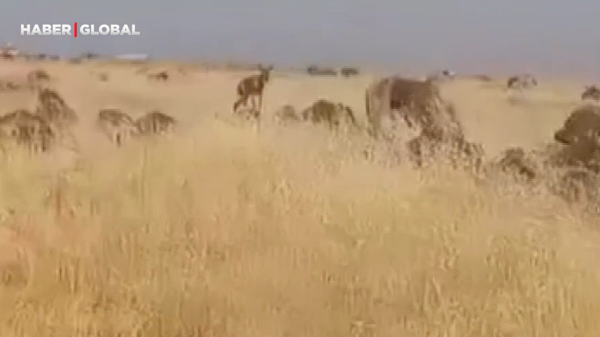 Şanlıurfa'da şaşırtan görüntüler kamerada!