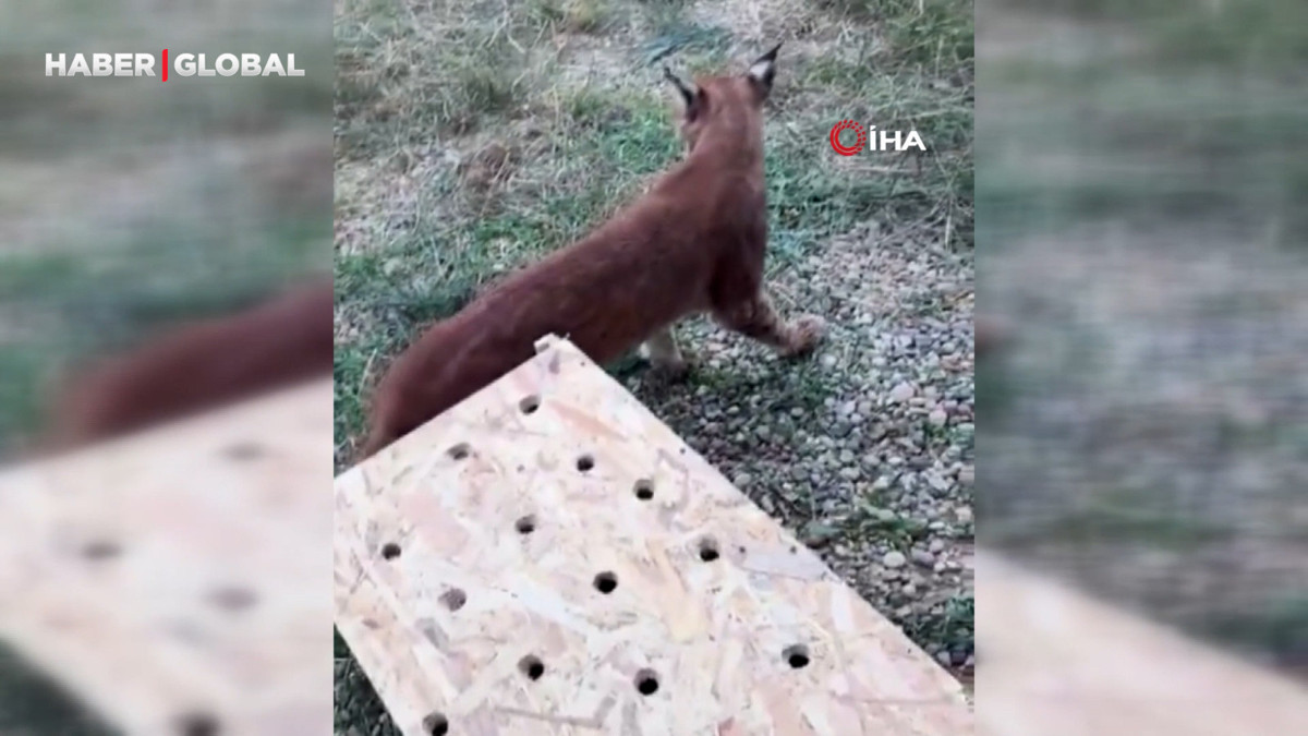 Edirne’de aracın bagajında iki vaşak ve serval ele geçirildi