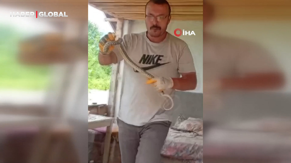 Eve giren yılanı yakalayıp boynuna sardı