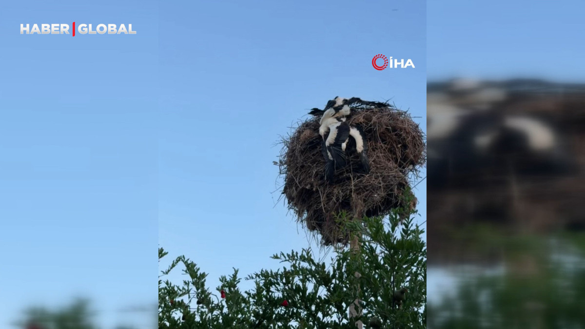 Yuvalarında kördüğüm olan 3 yavru leylek böyle kurtuldu