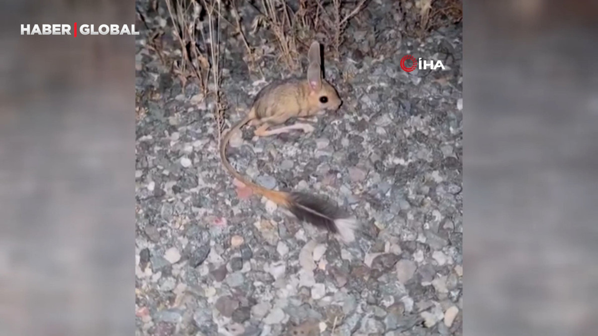Elazığ’da Arap Tavşanı görüldü