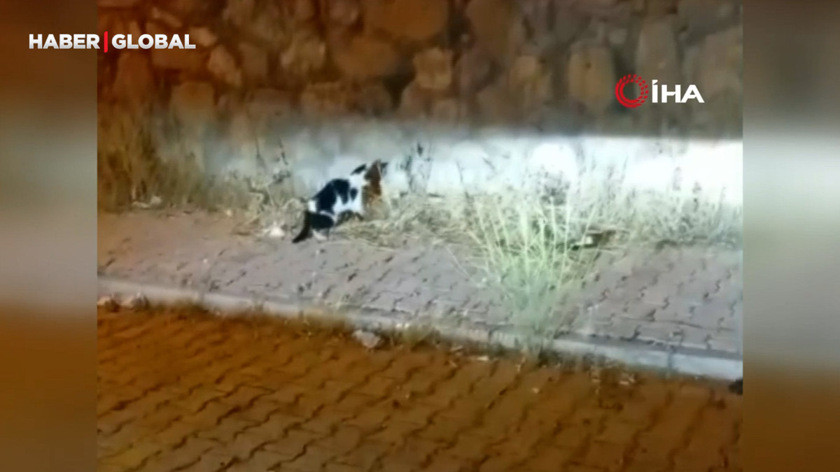 Elazığ'da kedinin gazabına uğrayan yılan kamerada