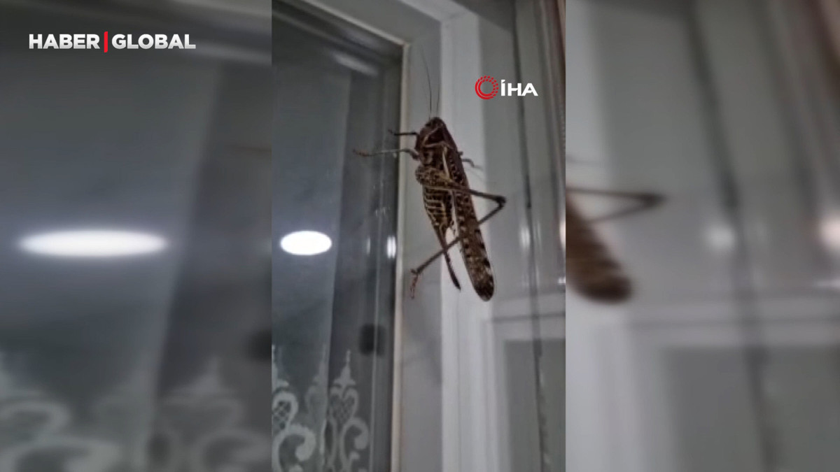 İstanbul'da dev çekirge hareketliliği: Birçok ilçe bu halde!