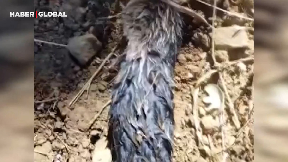 Köstebek sandı, gerçek çok başka çıktı
