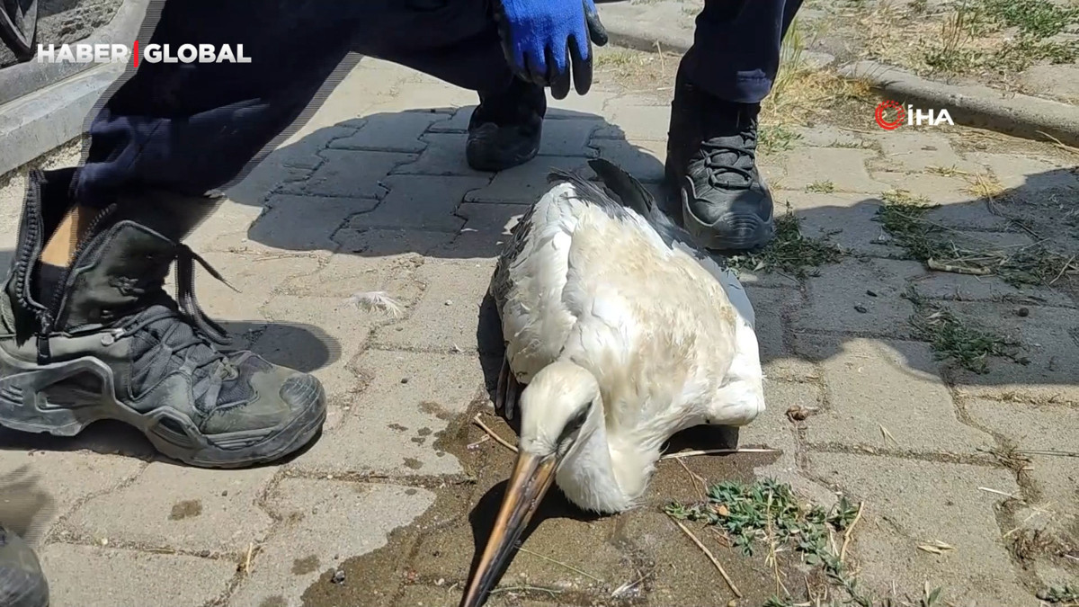 Sivas'ta sıcaktan baygınlık geçiren leyleğe yardım eli