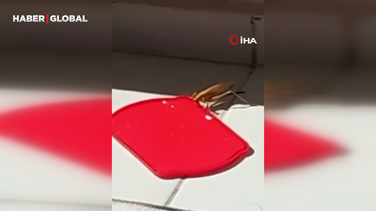 Burdur'da dev çekirgeyi kapta su ile beslediği anlar görüntülendi