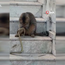 Antalya’da 1 metrelik yılanı oyuncağa çeviren kedi şaşırttı