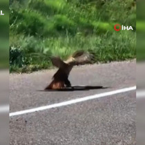 Kartalın nefes kesen yılan avı kamerada