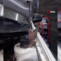 Otomobile kumrunun yuva yaptığını görünce tamiri bıraktı: Kıyamadım