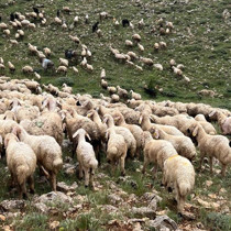 Sivas’ta sürünün üzerine yıldırım düştü, 5 koyun telef oldu