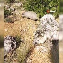 Dünyanın en korkusuz hayvanı bal porsuğunu tek darbeyle böyle bayılttı