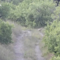 Nevşehir'de yavru tilkilerin oyunu kamerada