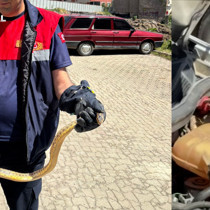 Yozgat’ta otomobile giren yılanı görünce şoke oldu