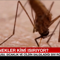 Bilim insanları açıkladı: Sivrisinekler en çok kimi ısırıyor?
