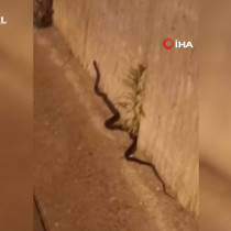 Diyarbakır'da dev yılan paniği