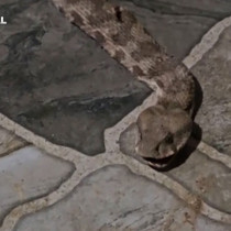 Balkona çay içmeye çıktı, karşısında dev yılanı görünce donakaldı