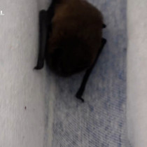 Yarasa balkon perdesini yuvaya dönüştürdü, ev sahibi ‘Batman’ adını verdi