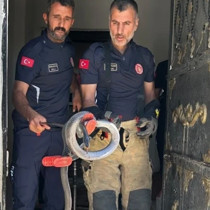 Evin lavabosundan çıkan yılan paniğe neden oldu