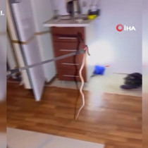 Buzdolabını açtı yılanla karşılaştı