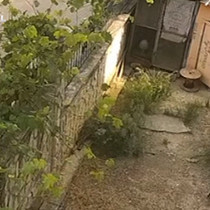 Karganın yumurta hırsızlığı herkesi güldürdü, önce gözetledi...