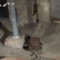 Yüksekova’da gece yarısı kameralara yakalandı: Görenler gözlerine inanamadı