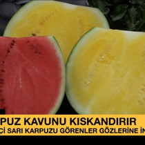 Dışı yeşil içi sarı karpuzu görenler gözlerine inanamıyor