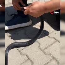 Eliyle yakaladığı yılan bacağını ısırdı: O anlar kamerada
