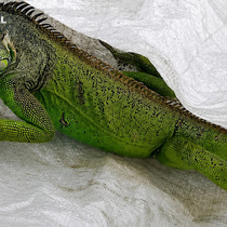 İtfaiyenin iguana mesaisi
