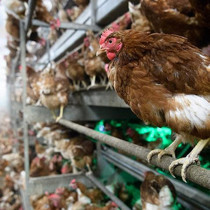 Kuş gribi kabusu geri döndü: Kümes hayvanı ithalatı durduruldu
