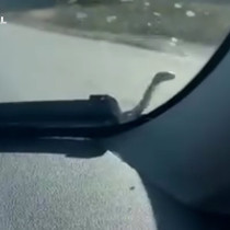 Seyir halindeki aracın kaputunda yılan paniği