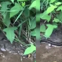 Artvin'de yılan balığı tek hamlede böyle yuttu