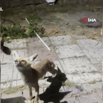 Bahçesine giren tilkiyi kedi gibi sevdi,  elleriyle besledi