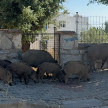 Bodrum'da gündüz vakti domuz sürüsü mahalleye indi