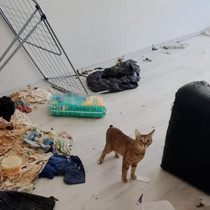Koku ihbarında şoke eden manzara!