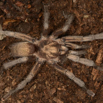 Türkiye'nin yeni tarantula türü tescillendi