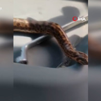 Elazığ’da vatandaş, yakaladığı yılanı traktörü ile gezdirdi