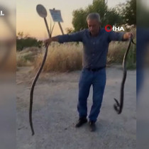 Evlere giren yılanları eliyle yakalayıp doğaya bırakıyor